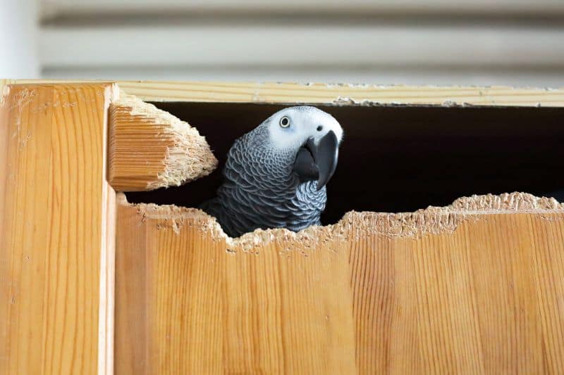 cheap-couches-for-sale-african-grey-parrot-min