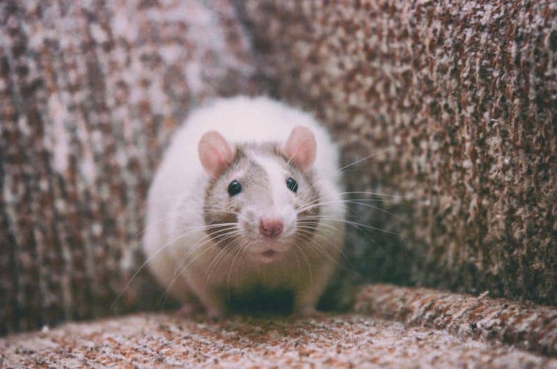 cheap-couches-for-sale-rat-min