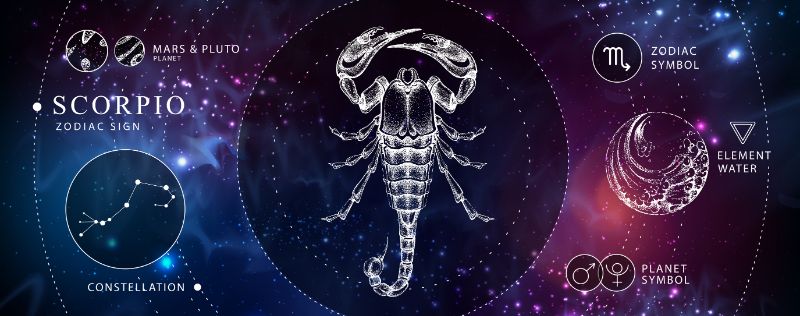 online-furniture-store-modern-magic-witchcraft-card-with-astrology-scorpio-zodiac-sign-realistic-hand-drawing-scorpion-illustration-180352577-min