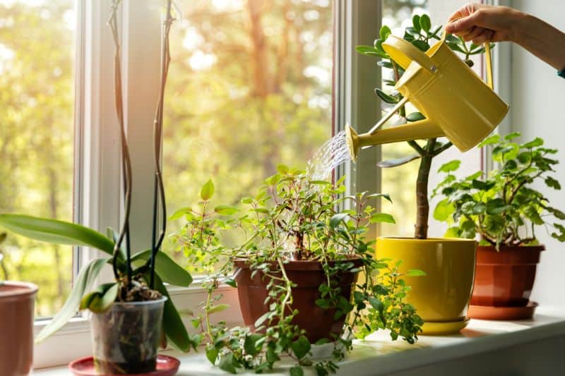 buy-furniture-online-indoor-plants-min