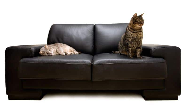 cheap-couches-for-sale-pets-min